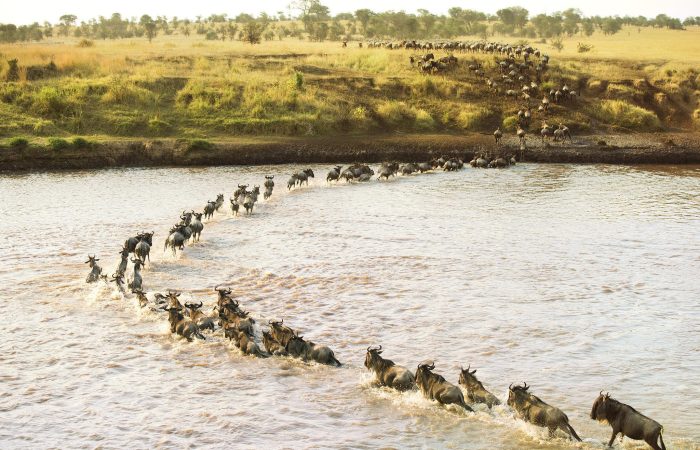 A view of the wildebeest crossing the Mara River during the great migration