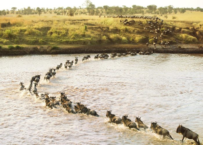 A view of the wildebeest crossing the Mara River during the great migration