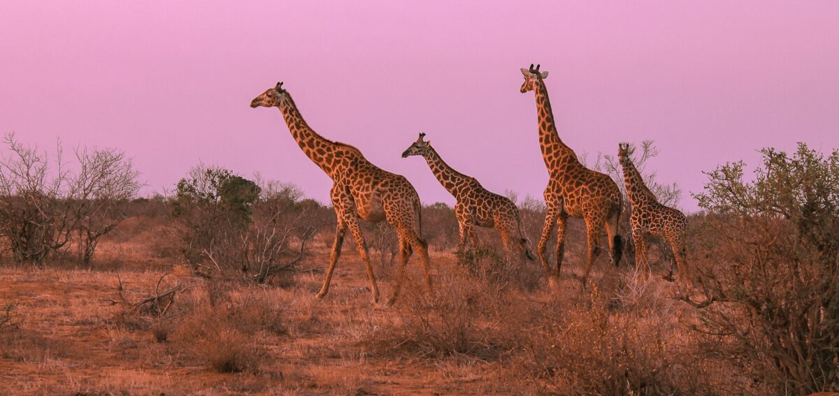 Road Safaris From Nairobi With Mbutu Safaris