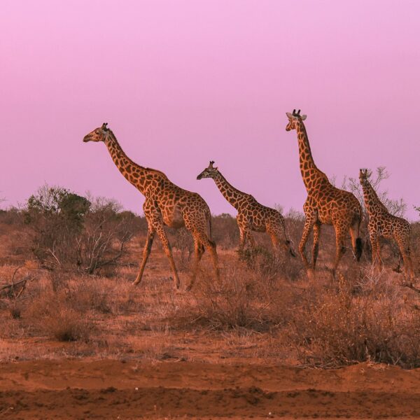 Road Safaris From Nairobi With Mbutu Safaris