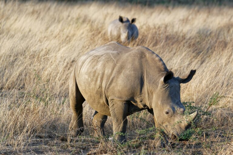 Game drive, central Kenya