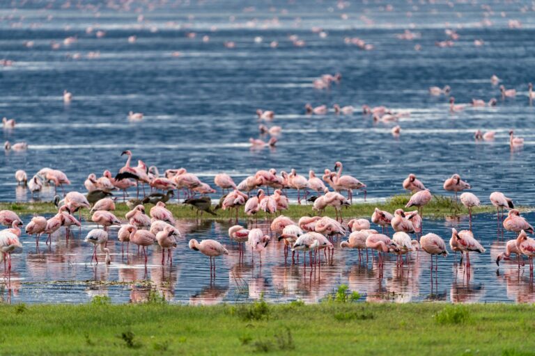 Lake Nakuru shoreline
