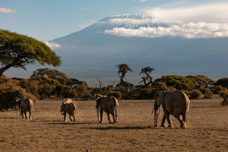 Elephants below Kilimanjaro