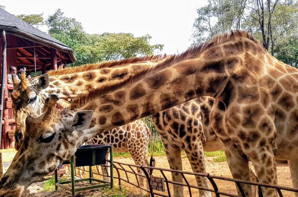 The Giraffe Centre, Nairobi