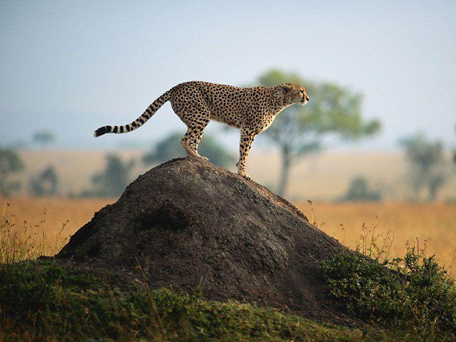 Cheetah in the Masai Mara