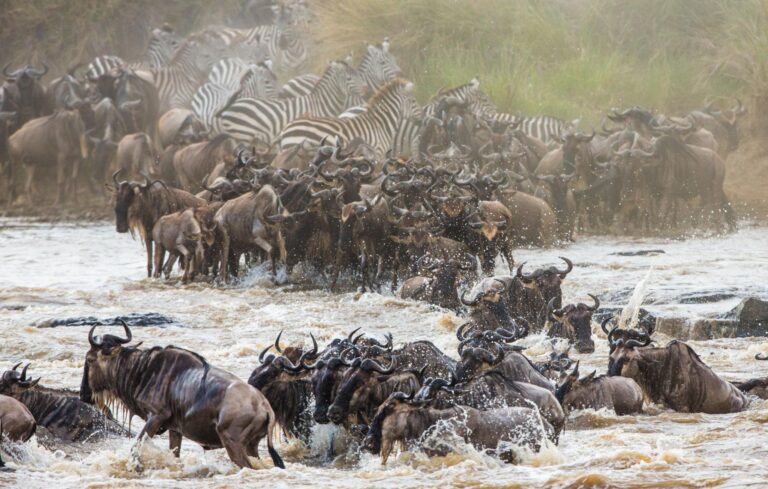 Mara River crossing