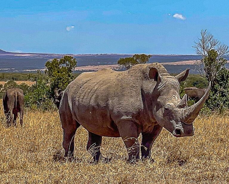 Rhino at Ol Pejeta
