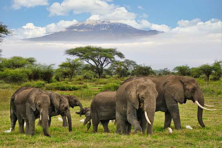 Elephants below Mount Kilimanjaro in Amboseli
