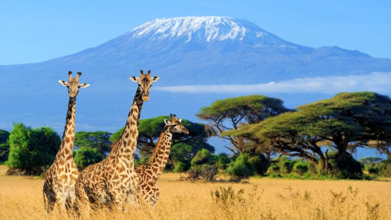 Giraffes with Mount Kilimanjaro in Amboseli National Park