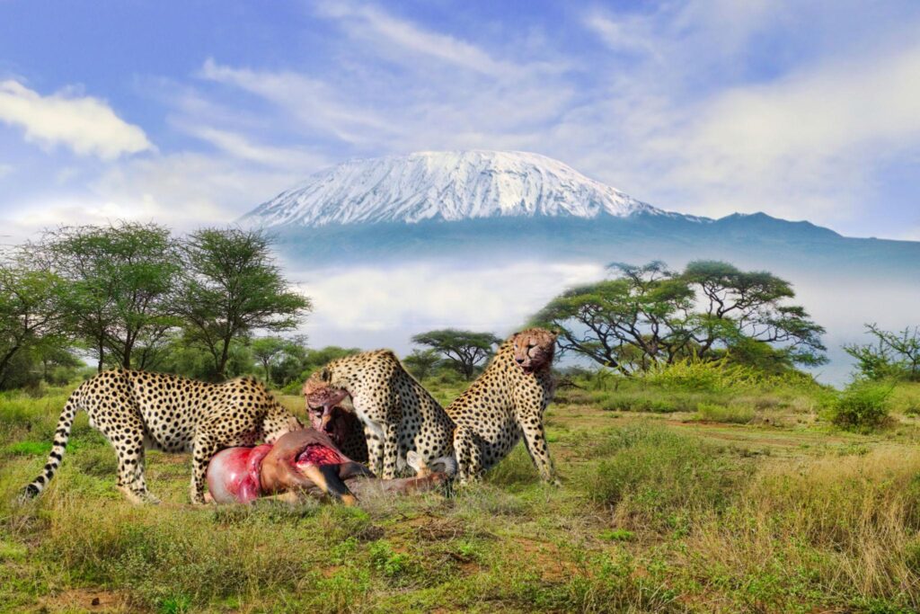 Amboseli elephants and Mount Kilimanjaro
