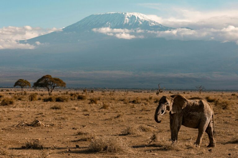 Amboseli plains