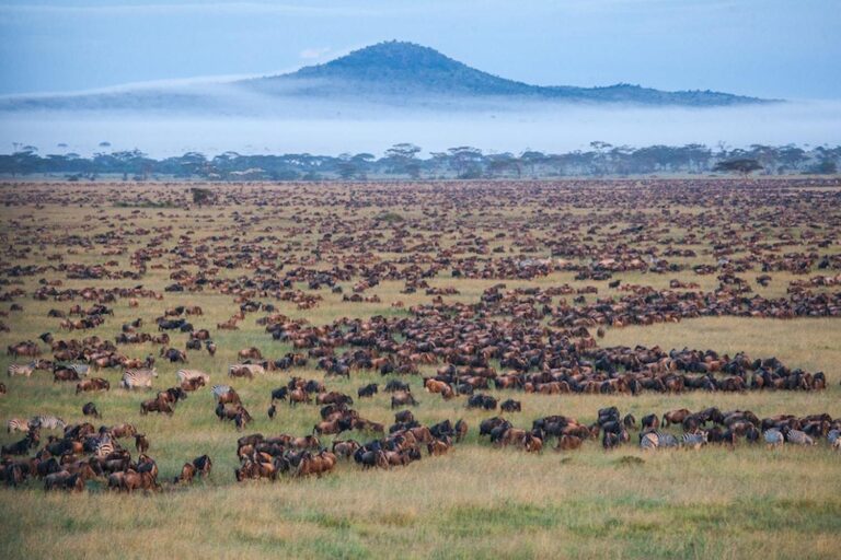 Herds of wildebeest and zebra on the Serengeti plains