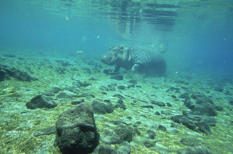 Hippos in the clean waters of Mzima Springs, Tsavo West National Park