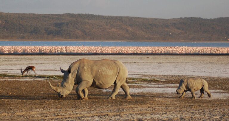 White rhino and flamingos at Lake Nakuru