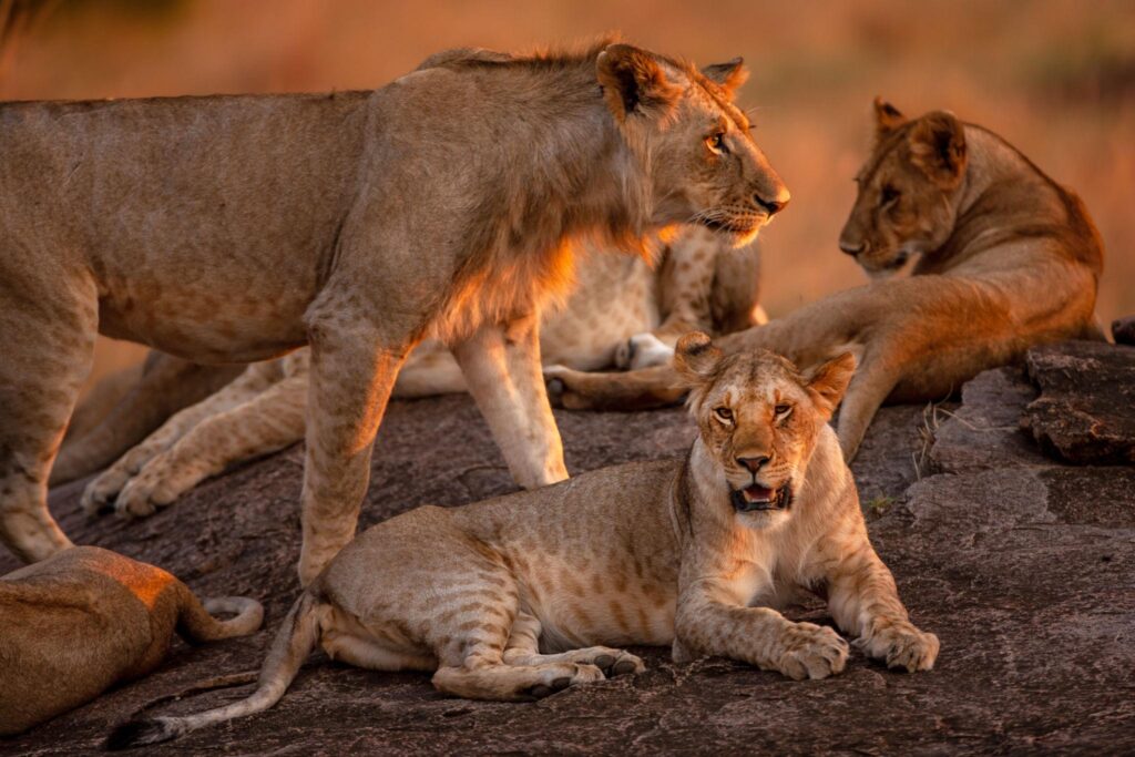 A pride of lions resting in the grasslands of the Masai Mara