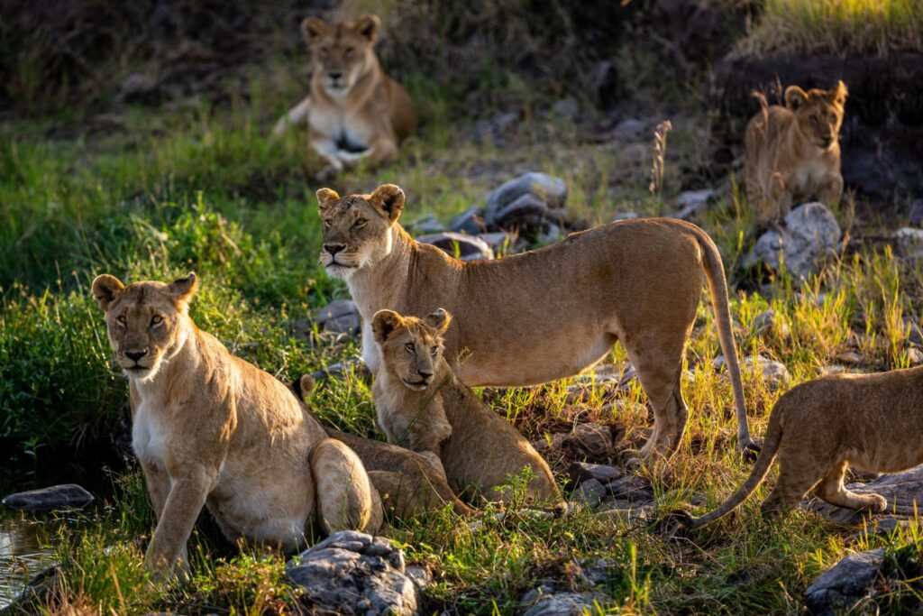 Lionesses with their cubs