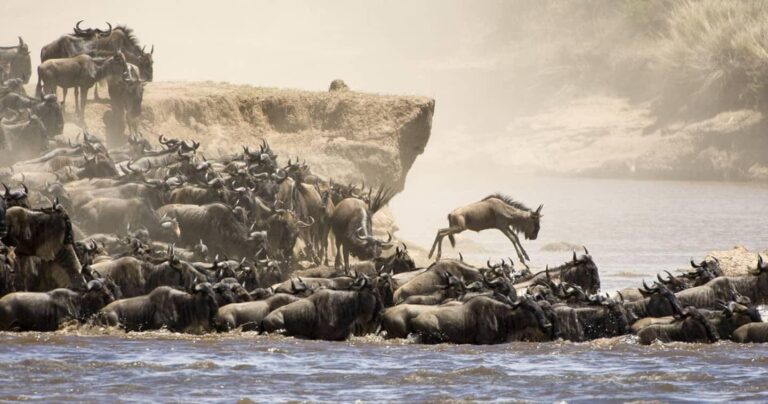 Herds on the Masai Mara plains