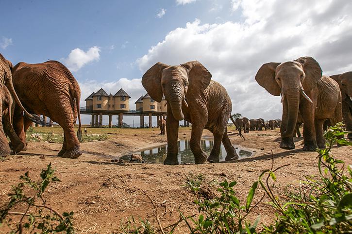 Waterhole at Salt Lick Safari Lodge