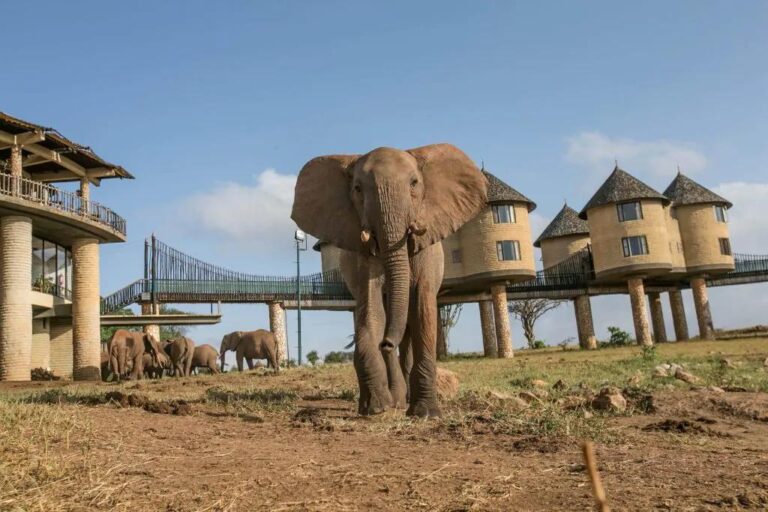 Wildlife view from Salt Lick Lodge