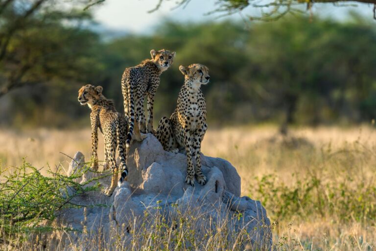 Samburu landscape