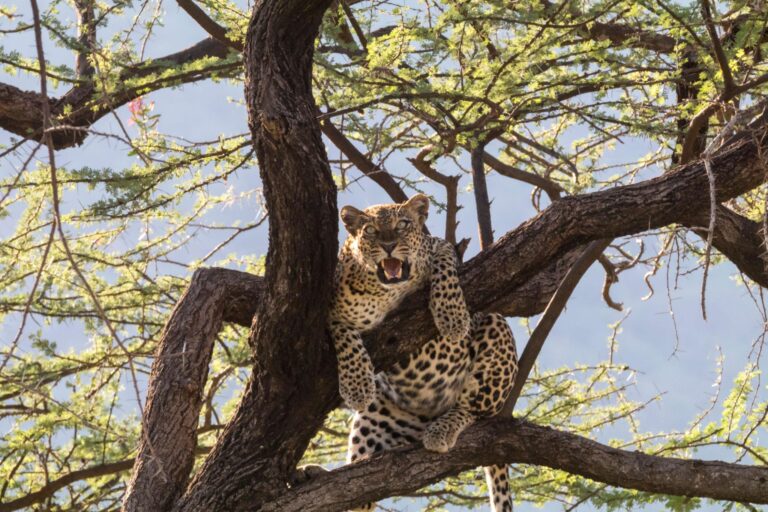 Wildlife of Samburu National Reserve