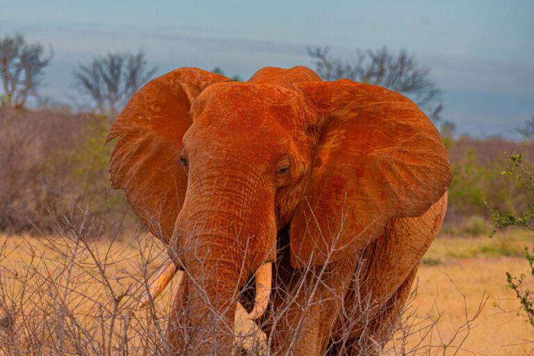Red elephants, Tsavo East