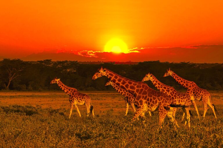 Tsavo West wildlife