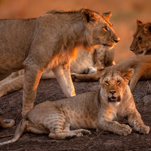 A pride of lions resting in the golden grasslands of Maasai Mara National Reserve.
